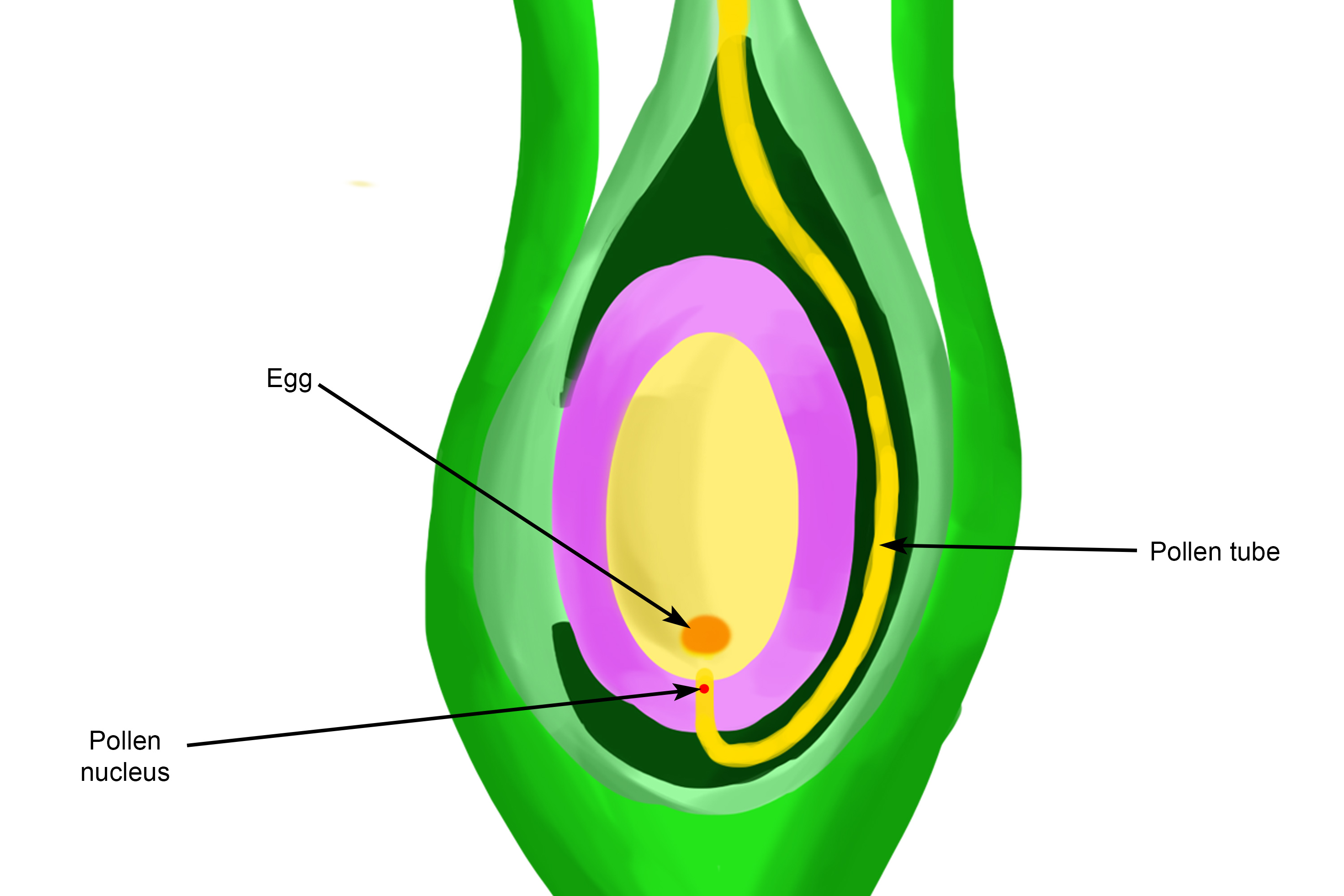 pollen-nucleus-can-now-travel-to-the-egg-to-be-fertilized